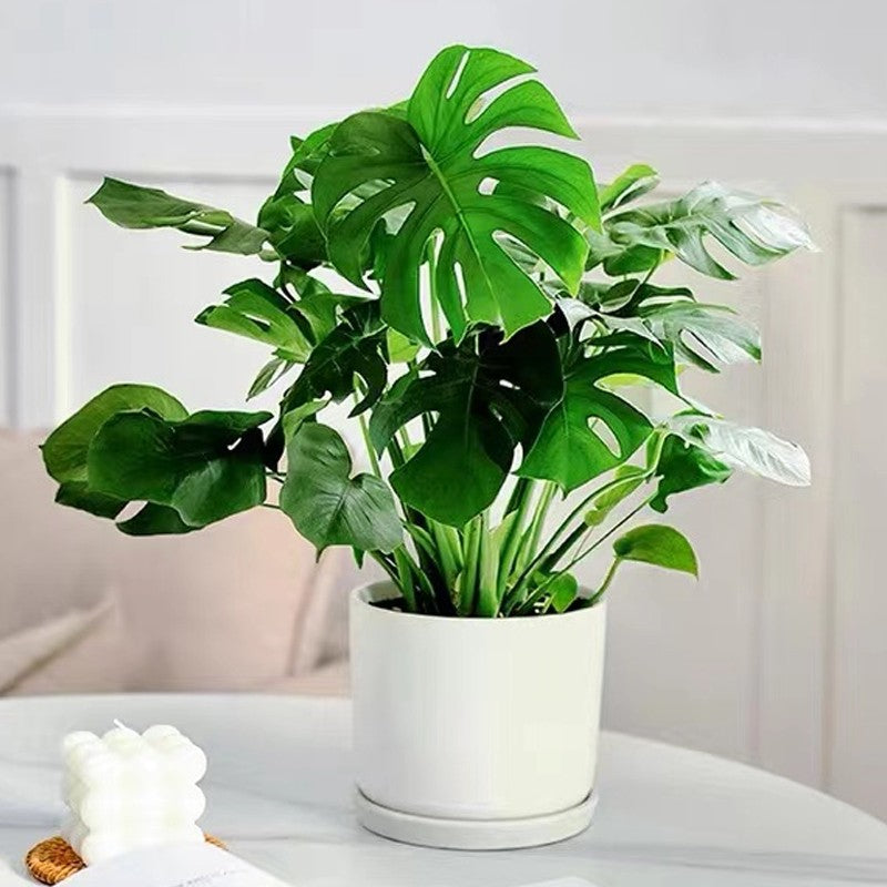 2024đ„Snabbverkande NĂ€ringslösning för VĂ€xter