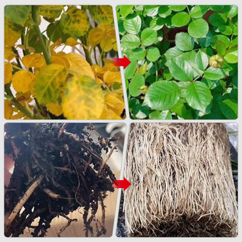 2024đ„Snabbverkande NĂ€ringslösning för VĂ€xter