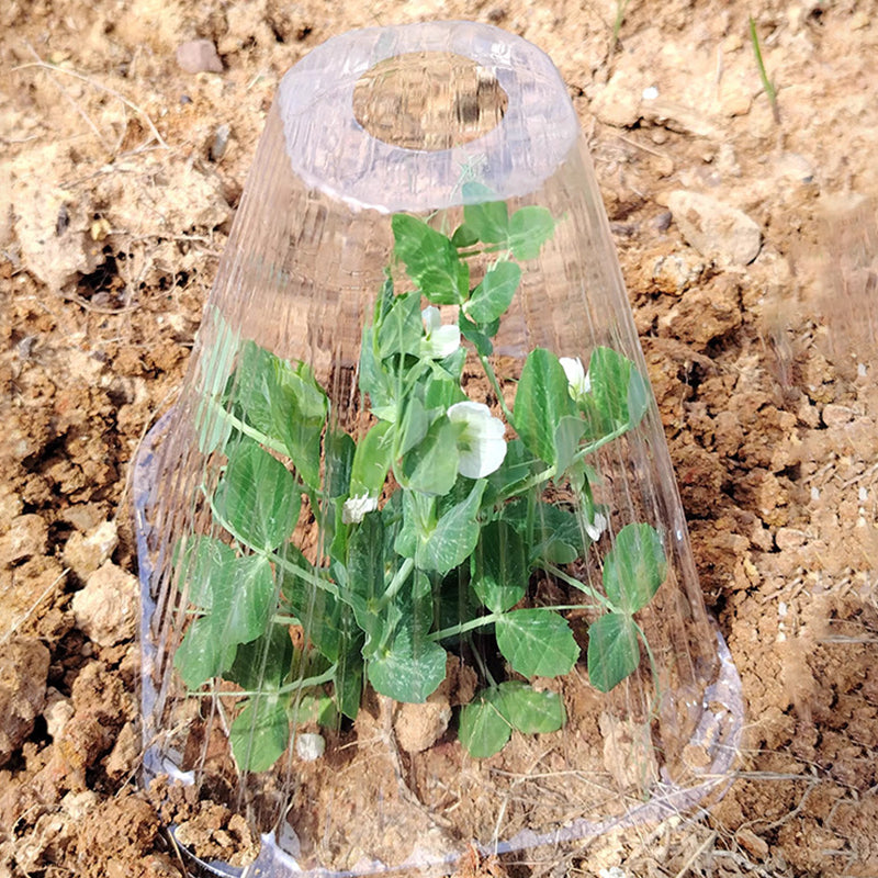 20/30 Stycken Klara Trädgårdsklockor för Växter