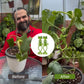 🐸Groda blomställ – Sött och stabilt stöd för små krukväxter och suckulenter🌿