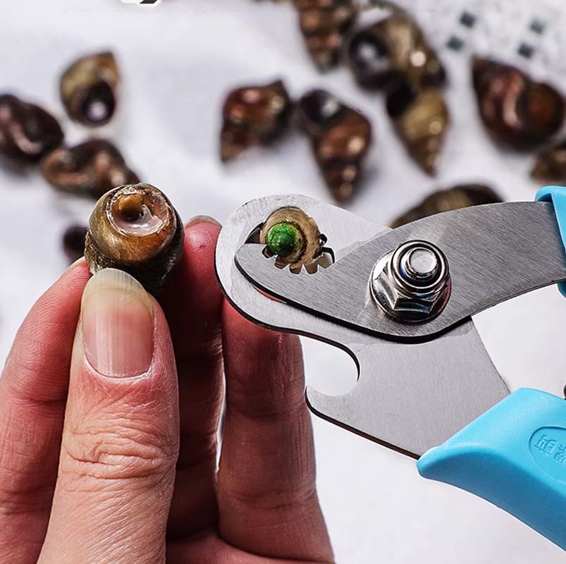 Snail Seafood Shell Cutting Tool