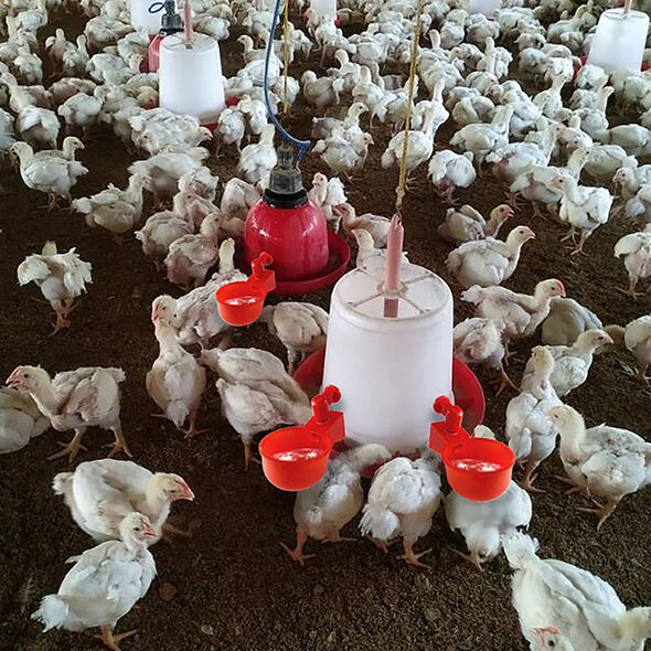 🐔automatisk dricksfontän för fjäderf