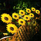 🌻56% OFF FLASH SALE! ✨Sunflower Solar Lights – Glowing Decor for Garden 🌿