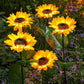 🌻56% OFF FLASH SALE! ✨Sunflower Solar Lights – Glowing Decor for Garden 🌿