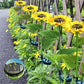 🌻50% RABATT! ☀️ Vattentäta solcellslampor🎁🌻